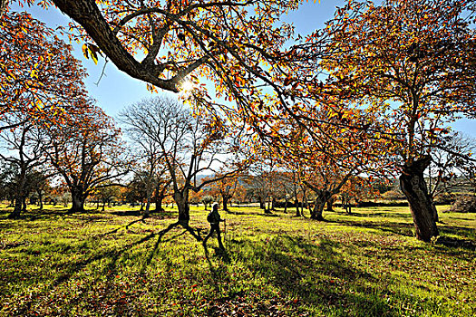 栗木树,自然公园,葡萄牙