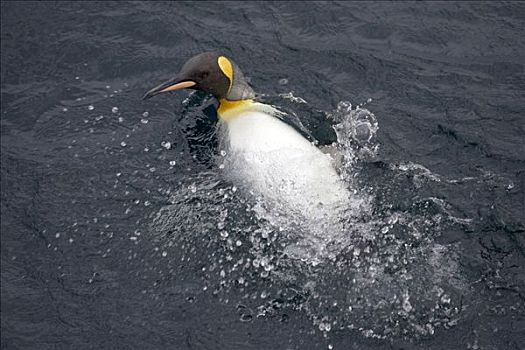 帝企鹅,水中,澳大利亚