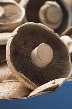 新鲜,波多白洛大蘑菇,蘑菇