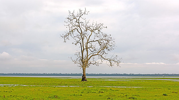 孤木,湿地