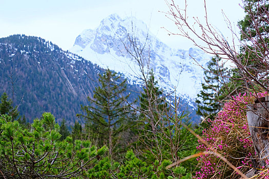 mittenwald