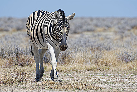 白氏斑马,马,斑马,走,干燥,草地,埃托沙国家公园,纳米比亚,非洲
