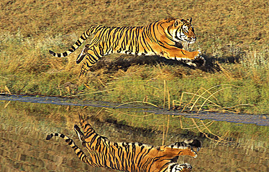 孟加拉虎,虎,成年,跑,靠近,水