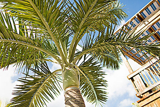 度假,自然,背景,概念,棕榈树,上方,蓝天,白云
