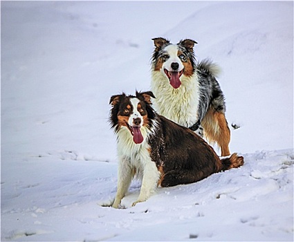 澳洲牧羊犬,狗,雪