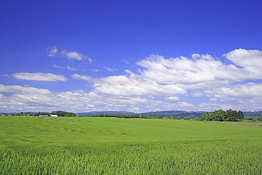 麦田