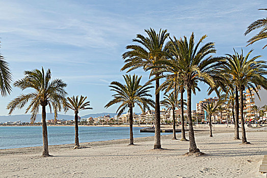 棕榈树,海滩,马略卡岛,巴利阿里群岛,西班牙,欧洲
