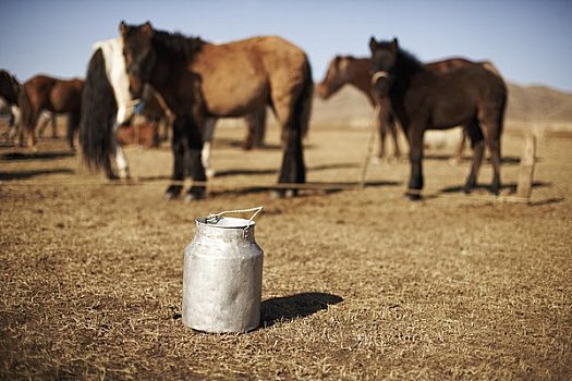 水,罐,马,蒙古
