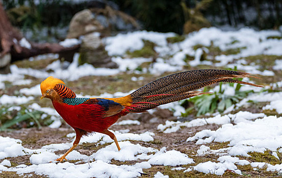 重庆金佛山,珍稀鸟类雪中觅食