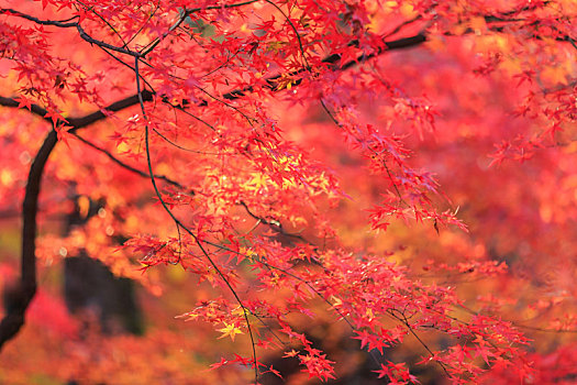 日本京都北野天满宫秋季枫叶,红色枫叶背景图