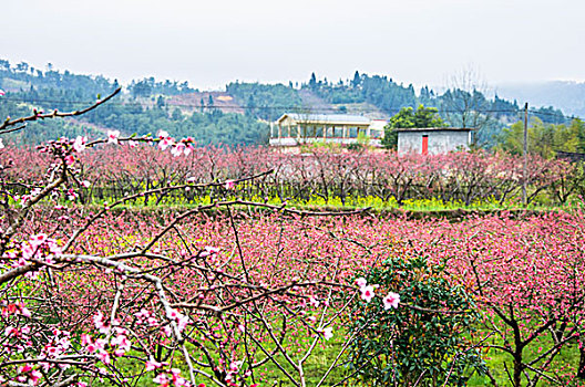 田园春色