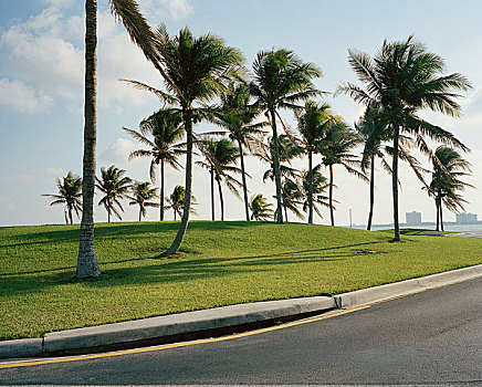 棕榈树,草地,路边
