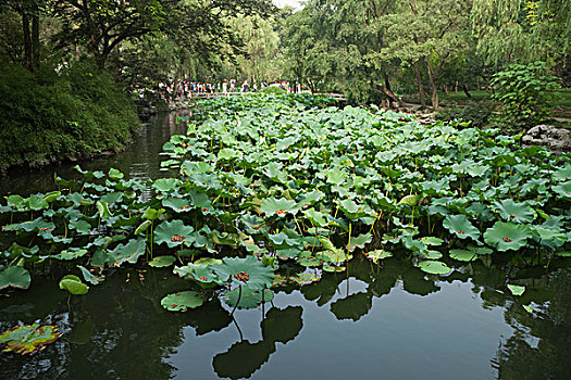 花园,苏州,江苏,中国