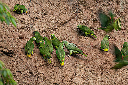 黄冠鹦鹉,成群,喂食,亚马逊河,厄瓜多尔