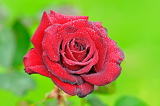 红玫瑰,雨滴,杂交品种,茶,玫瑰,圣母玛利亚,北莱茵威斯特伐利亚,德国,欧洲