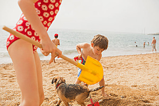 男孩,女孩,兄弟姐妹,玩,狗,挖,沙子,铲,晴朗,海滩