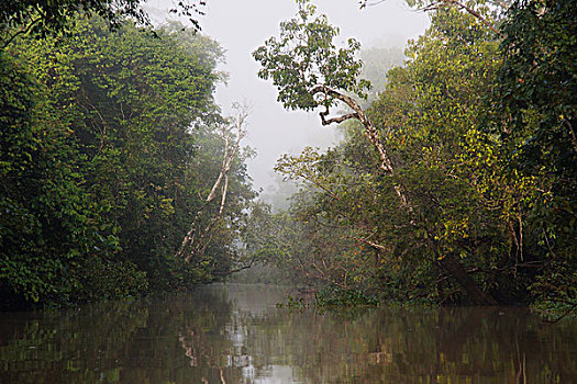雨林,京那巴丹岸河,马来西亚