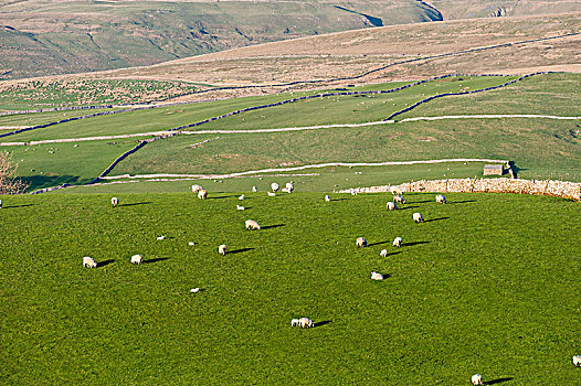 绵羊,放牧,草场,靠近,坎布里亚,英格兰