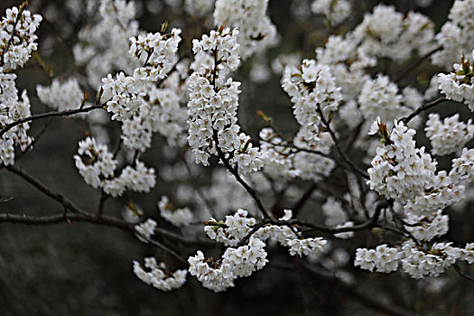 樱桃花