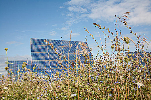太阳能电池板,高草,三叶草
