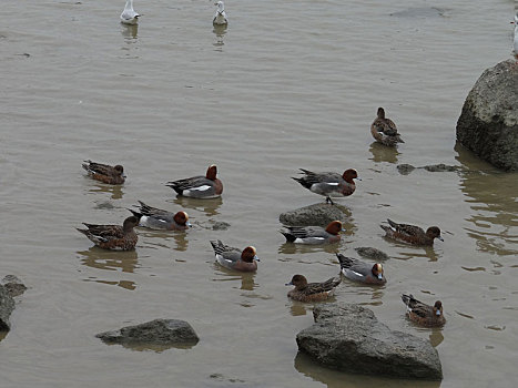 深圳湾湿地公园的鸟类景观