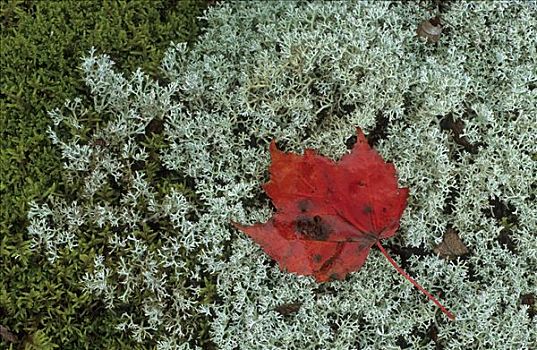 秋天,色彩,枫树,苔藓,西维吉尼亚,美国