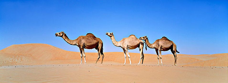 单峰骆驼,擦,阿联酋,中东,亚洲,阿拉伯
