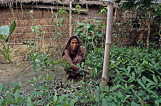 合作,收入,有机农牧,女人,幼苗,孟加拉