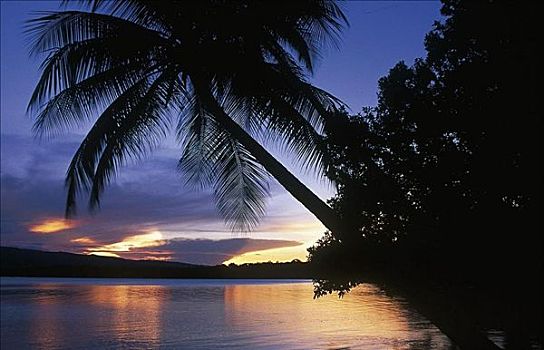 海洋,棕榈树,日落,上方,泻湖,所罗门群岛,海滩,黃昏,休假