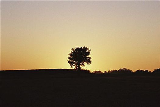 树,地点,日落