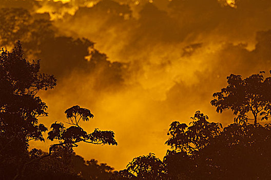 日落,上方,雨林,亚马逊河,厄瓜多尔