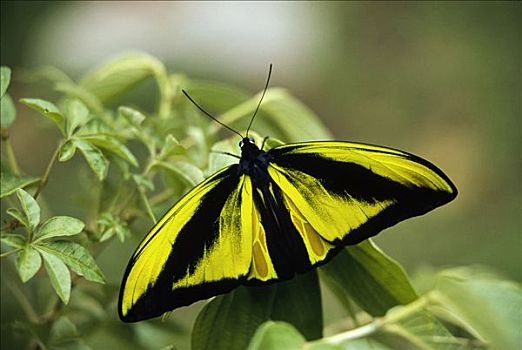 蝴蝶,稀有,物种,伊里安查亚省,印度尼西亚