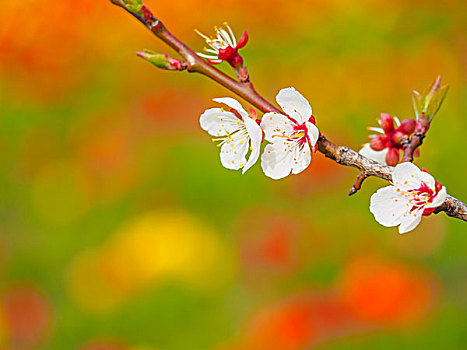 櫻花