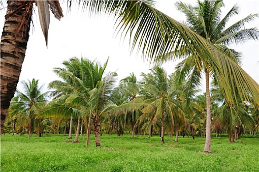 椰树,农场
