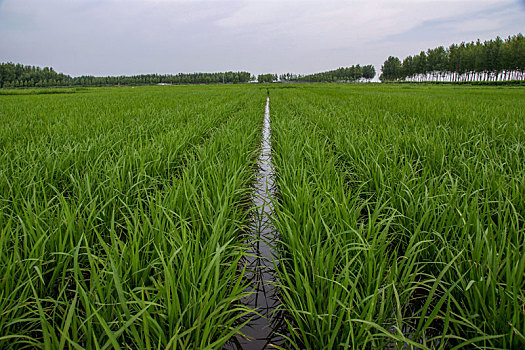 水稻苗期