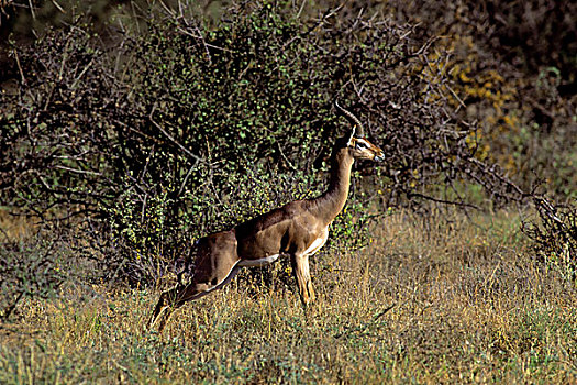 肯尼亚,雄性,非洲瞪羚,长颈羚
