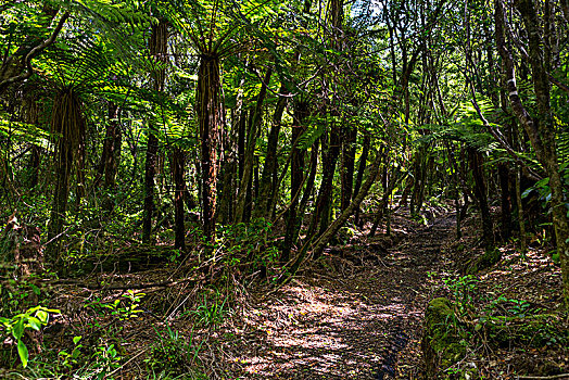 徒步旅行,丛林,艾格蒙特国家公园,塔拉纳基,区域,新西兰,大洋洲