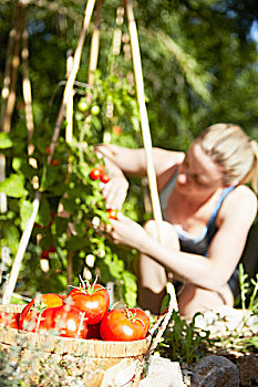 女人,挑选,西红柿,后院