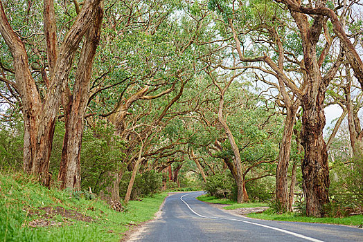 道路,橡胶树,树林,桉树,奥特韦国家公园,澳大利亚,大洋洲