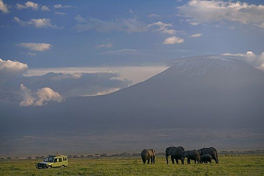 大象,山,乞力马扎罗山,马赛马拉国家公园,肯尼亚