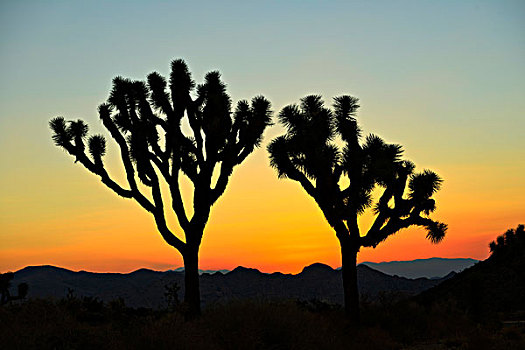 日落,约书亚树,短叶丝兰,约书亚树国家公园,莫哈维沙漠,加利福尼亚,美国