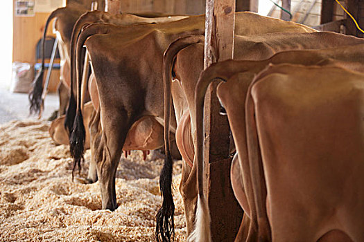 母牛,满,动物乳房,清洁,谷仓