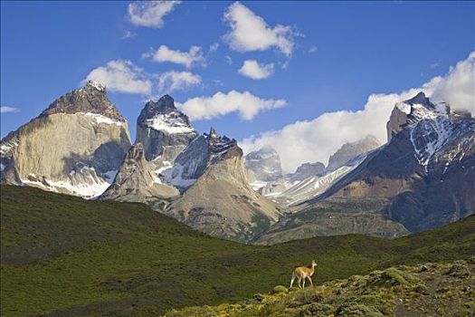 原驼,站立,草,斜坡,崎岖,顶峰,背景,托雷德裴恩国家公园,智利