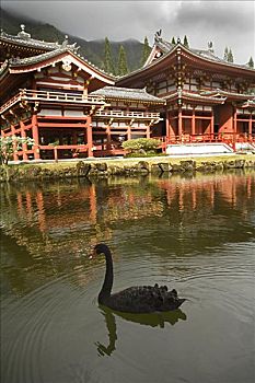 夏威夷,瓦胡岛,神殿谷,黑天鹅,水塘