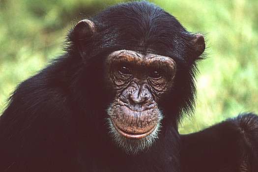 黑猩猩,类人猿,特写,维多利亚湖,乌干达,东非