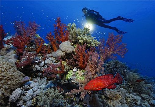 手电筒,潜水,高处,特色,红海,珊瑚礁,许多,华美,珊瑚,红色,青星九刺鮨,埃及,非洲
