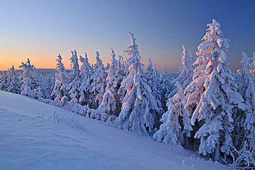 雪,遮盖,针叶树,树,黎明,图林根州,德国