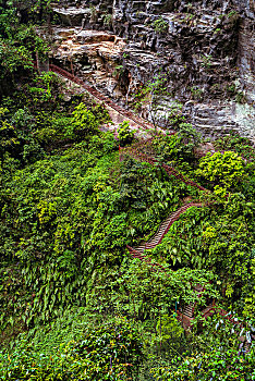 武隆龙水峡地缝的树林