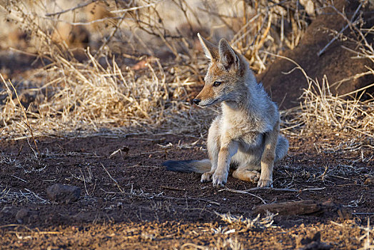 黑背狐狼,坐,幼兽,看,环境,克鲁格国家公园,南非,非洲
