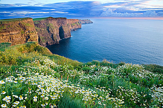 莫赫悬崖,爱尔兰,夏天,雏菊,崖顶